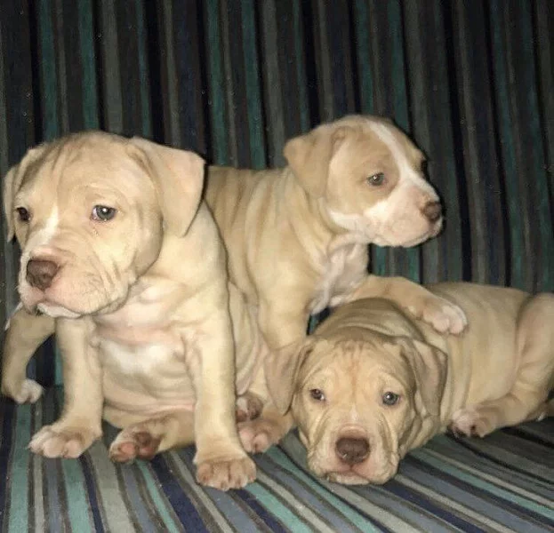 American Bully štěňata