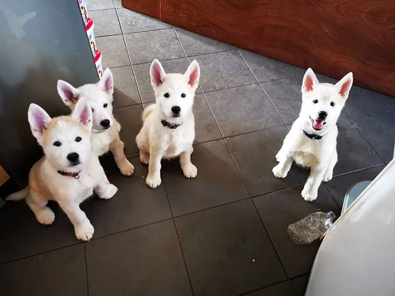 Aljašský malamut X Japonská štěňátka Akita