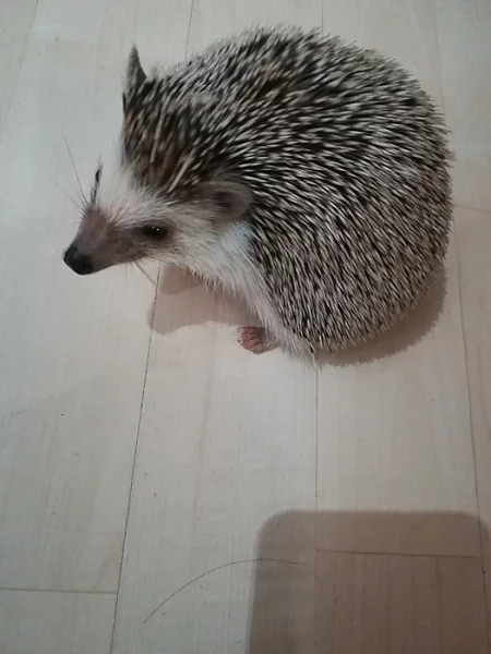 Ježek bělobřichý