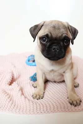 Mops, fenka