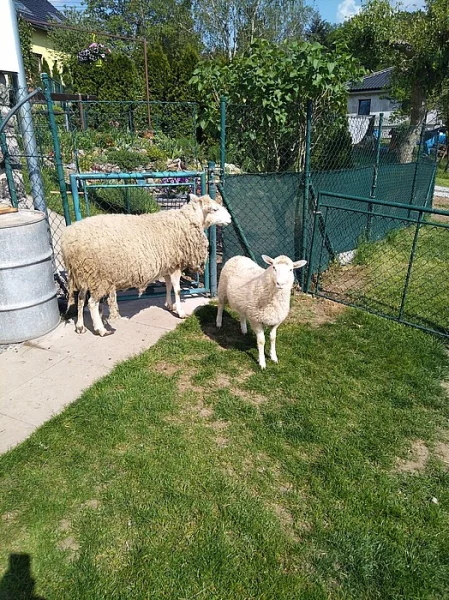 Ovce a jehně ovečka