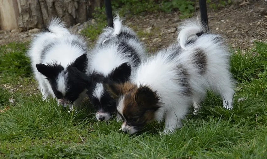 Papillon