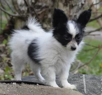 Papillon