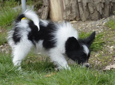 Papillon