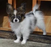 Papillon