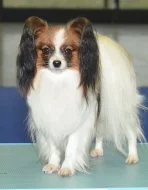Papillon