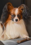Papillon