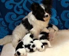 Papillon