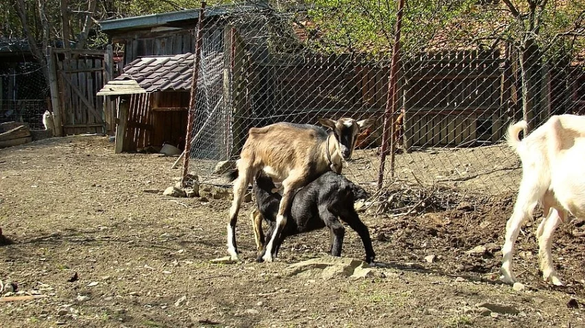 Koza s kůzlaty