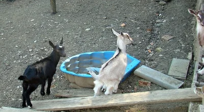 Koza s kůzlaty