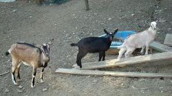 Koza s kůzlaty