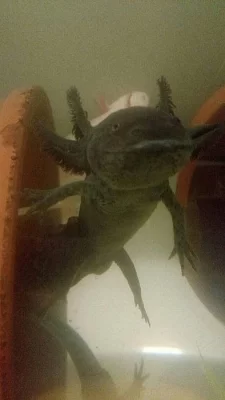 Axolotl mexický