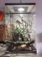 Chameleonek s teráriem