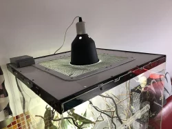 Chameleonek s teráriem