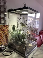 Chameleonek s teráriem