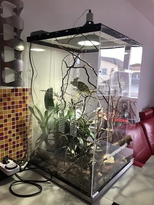 Chameleonek s teráriem
