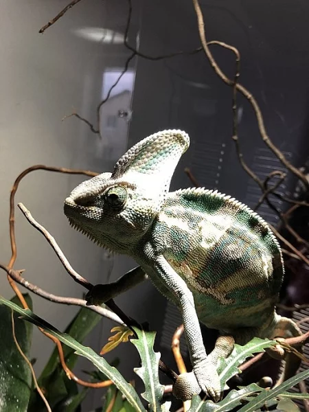 Chameleonek s teráriem