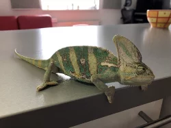Chameleonek s teráriem