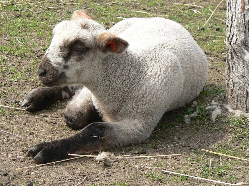 jehňata