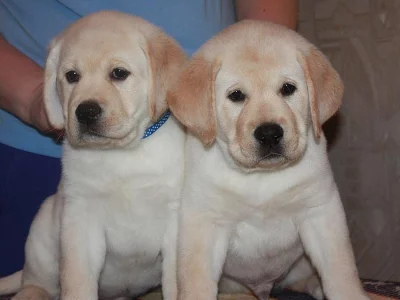 2 puppies