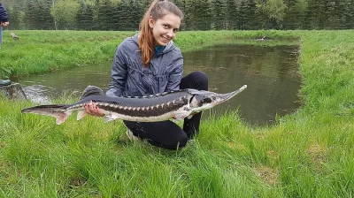 JEseter hvězdnatý 60-130cm 2-8kg