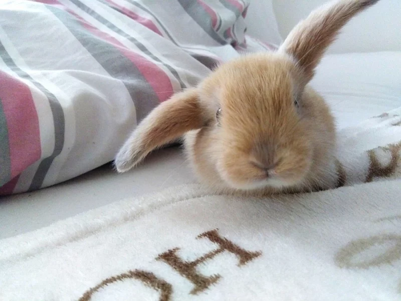 Beránci IHNED K ODBĚRU!!