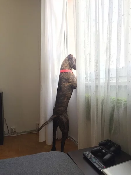 Roční pes Amstaff