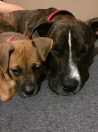 Roční pes Amstaff