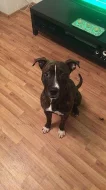 Roční pes Amstaff