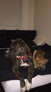 Roční pes Amstaff