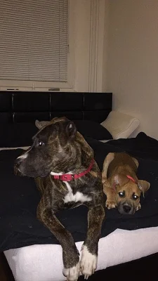 Roční pes Amstaff