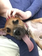 Prodám 4 měsíční fenku Amstaff