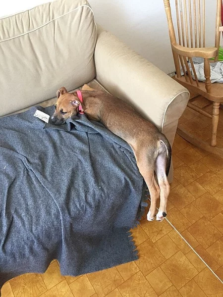 Prodám 4 měsíční fenku Amstaff