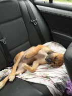 Prodám 4 měsíční fenku Amstaff