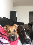 Prodám 4 měsíční fenku Amstaff