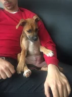Prodám 4 měsíční fenku Amstaff