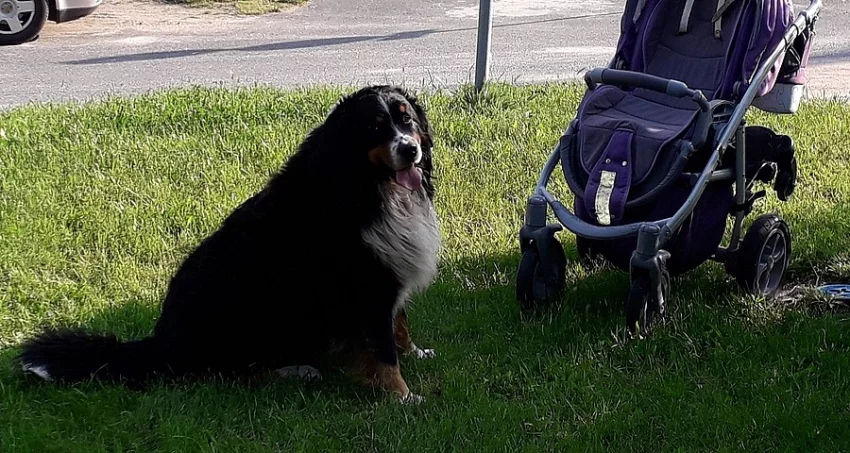 Bernský salašnický pes ke krytí, 4 roky