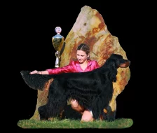 Štěňata gordonsetra s PP