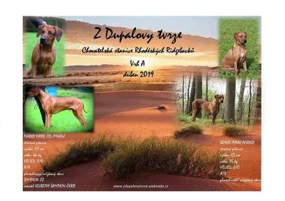 !!! Rhodeský Ridgeback !!!