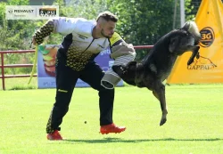 Štěňata německého ovčáka s PP