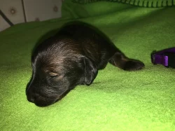 Jezevčík trpasličí/králičí dlouhosrstý