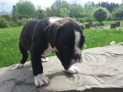 Německý boxer