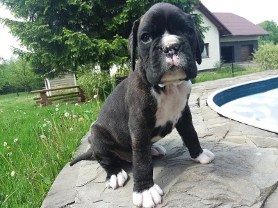 Německý boxer
