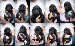 Flat coated retriever černá štěňátka s PP