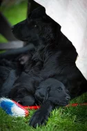 Flat coated retriever černá štěňátka s PP