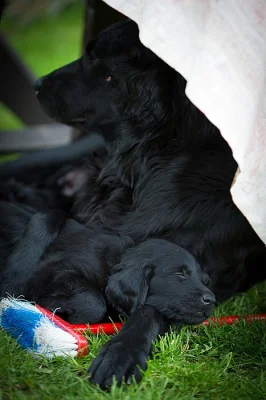 Flat coated retriever černá štěňátka s PP