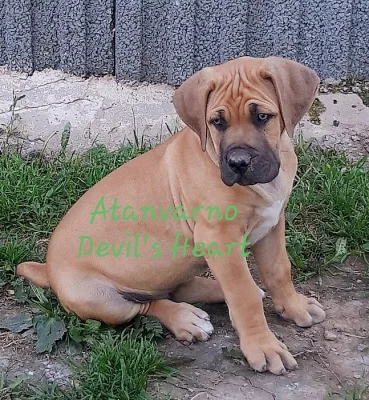 Boerboel s PP FCI pejsci k odběru