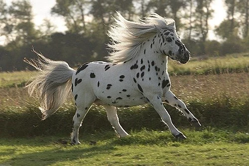 American Mini Horse,Miniapaloosa