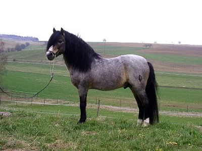 Welsh pony sekce A nebo B