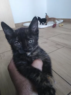 Koťátka od mámy Cornish rex